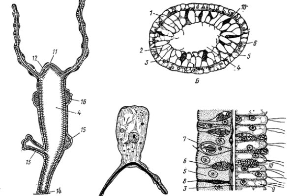 Kraken17at