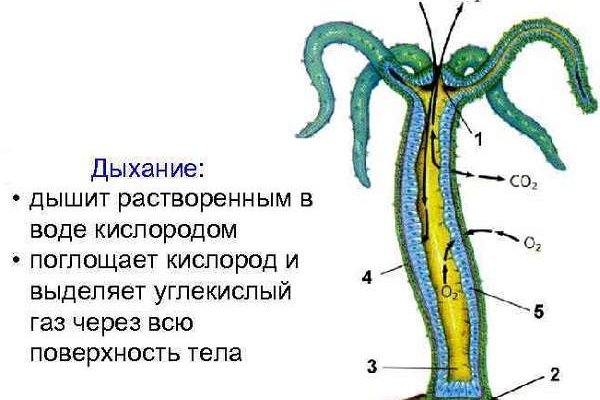 Кракен ссылка на сайт com